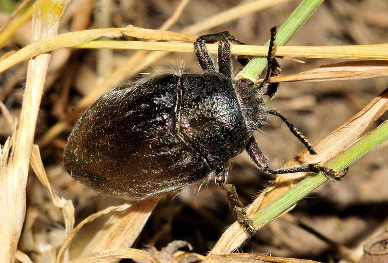 Buprestidae peloso dalla Grecia: Julodis pubescens